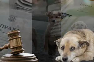 Генпрокуратура фіксує безпрецедентний ріст жорстокого поводження з тваринами