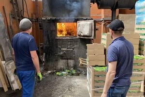 До Києва завезено салат з Італії, заражений західним квітковим трипсом