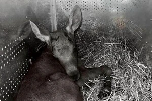 Травмоване маля, яке отримало другий шанс, не пережило чергової пекельної ночі
