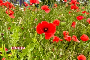 В Україні пригріє до +30°, подекуди дощитиме: прогноз погоди на 26 червня