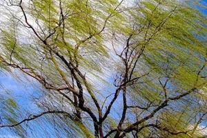 У Києві та області два дні поспіль буде вітряно