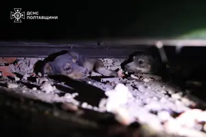 Атака на Полтавщину: рятувальники дістали з-під завалів песиків (фото, відео)