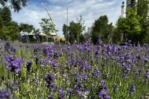 У одному зі столичних парків розквітає лавандове поле: адреса для літньої фотосесії