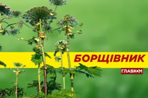 Зацвів отруйний борщівник. В чому його небезпека та як уберегтися