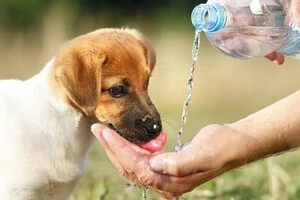 Літня спека небезпечна для домашніх тварин