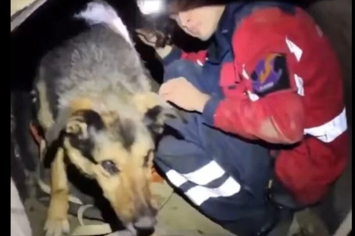 У Києві врятовано собаку, що стрибнула у колодязь, рятуючись від обстрілу (відео)