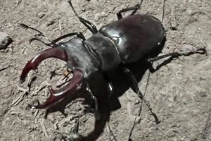 Жуки-олені масово селяться в бліндажах: експерт пояснив, чому так відбувається