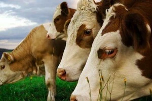 У Туреччині спалах небезпечного вірусного захворювання