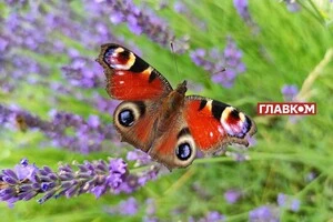 В Україні без опадів: прогноз погоди на 4 липня