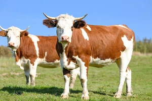 Близько 42% корів утримується на промислових підприємствах, а 58% – в господарствах населення