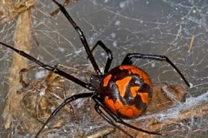 У Німеччині закрито великий порт через появу смертельно небезпечних павуків 