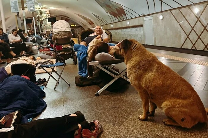 Вуличні собаки ховалися від обстрілів у метро разом із киянами (фото)