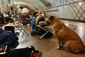 Вуличні собаки ховалися від обстрілів у метро разом із киянами (фото)