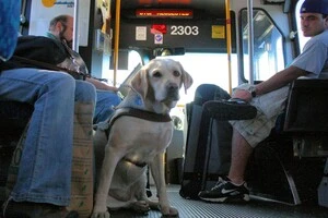 Кабмін затвердив нові правила перевезення тварин в автобусах