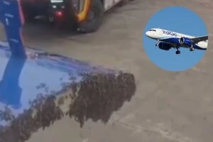 В Індії літак не зміг злетіти через рій бджіл