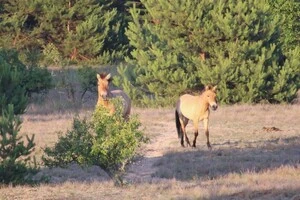 Пожежна небезпека: у Чорнобильській зоні посилено моніторинг лісових ділянок