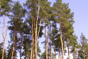 Суд зобов’язав військовий лісгосп на Дніпропетровщині повернути незаконно використані ліси Міноборони