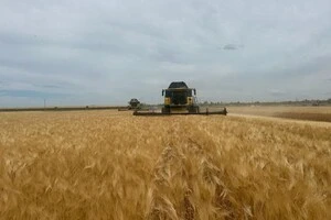 Окрім зернових, активно збирають ріпак