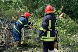 Рятувальники закликають людей під час вітряної погоди оминати старі розлогі дерева