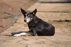 У двох районах Київщини зафіксовано сказ у тварин