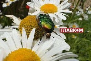 Прогноз погоди на 14 липня