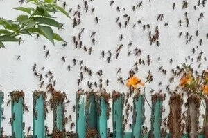 Сарана захоплює ще одне село (відео)