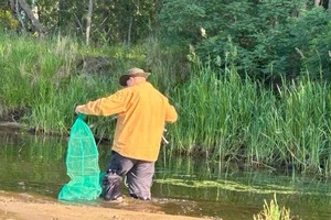 Яка риба водиться у Чорнобильській зоні: науковці виявили цікавий факт 