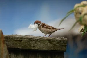 Сучасні забудови витісняють горобців з українських міст: пояснення орнітолога