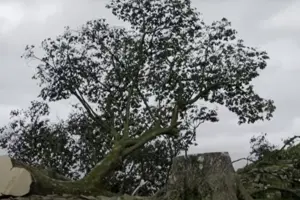 Зрубали дерево «Робін Гуда»: суд Британії виніс вирок двом вандалам