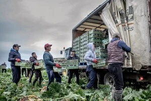 Румуни залишаються великою робочою силою для країн ЄС