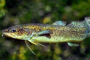 В Україні через зміну клімату міліють водойми та зникають аборигенні види риб