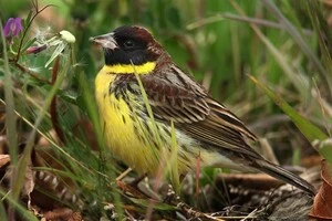 Вівсянка лучна - червонокнижний вид птахів, чисельність яких стрімко зменшилася