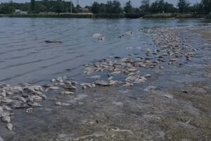 Масовий мор риби на Дніпропетровщині: іхтіолог вказав на небезпеку для людей 