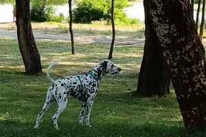 У парку «Наталка» створено майданчик для вигулу та дресирування собак загальною площею 1 250 кв. м