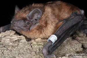 Кажани дедалі частіше оселяються у багатоповерхівках: пояснення науковиці