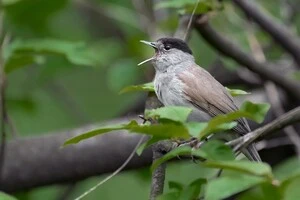 Кропив’янка – один із видів птахів, що потерпають від знищення лісосмуг у зоні бойових дій