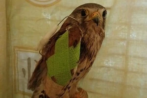 У Дніпрі лікують боривітра, який постраждав через зіткнення з російським дроном