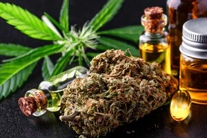 Чехія легалізувала вирощування та зберігання канабісу