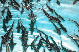 Осетрові види риби зникають з українських річок