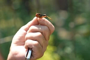 Сарана дісталася Запоріжжя – місто заполонили хмари комах 