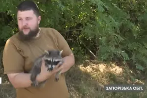 Допоки бійці на завданні, пухнаста сержантка чекає їх удома