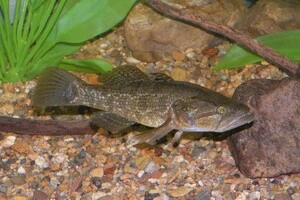 Ротань-головешка походить із басейну Амура