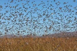 Цьогоріч в Україні спостерігають спалахи сарани