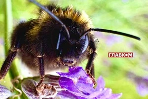 В Україні дощитиме: погода на 22 липня