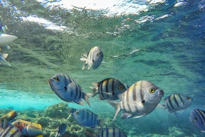 Температура поверхні моря різко підвищилася поблизу Іспанії та Португалії