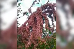 Як із фільму жахів. Запорізька область потерпає від нашестя сарани (відео)