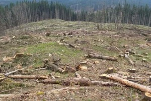 Лісничий отримав підозру за вирубку карпатського лісу на 56 млн грн