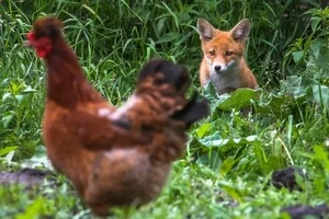 Спалах сказу та африканської чуми свиней в Україні: експерт попередив про серйозну загрозу
