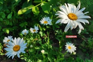 В Україні сонячно, але подекуди дощитиме: погода на 23 липня