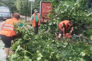 Наслідки негоди у Києві: буревій повалив десятки дерев, є травмовані